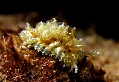 Polybranchia orientalis