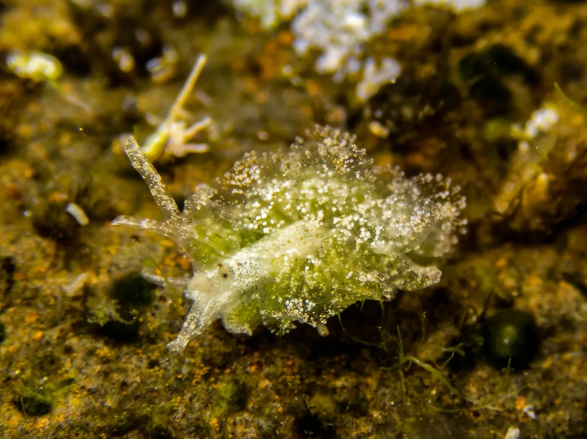 Polybranchia orientalis (<5mm)