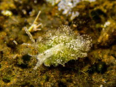 Polybranchia orientalis (<5mm)