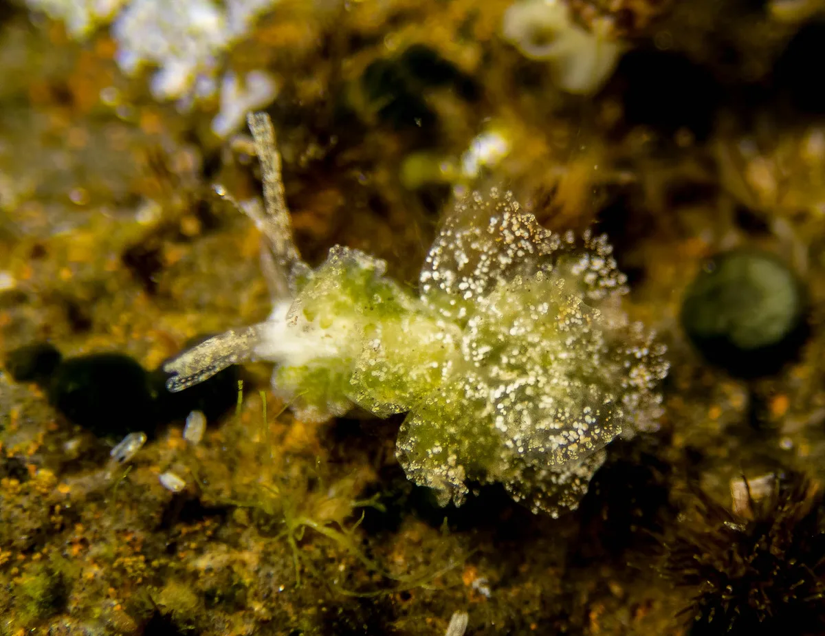 Polybranchia orientalis (<5mm)