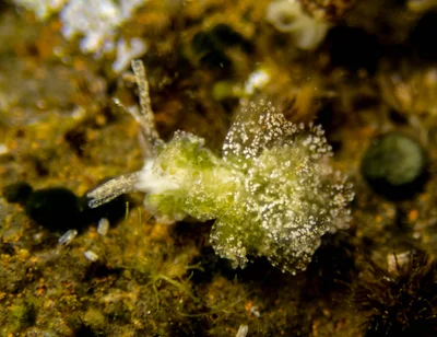 Polybranchia orientalis (<5mm)