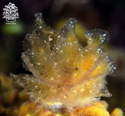 Polybranchia orientalis, Romblon Island, Philippines