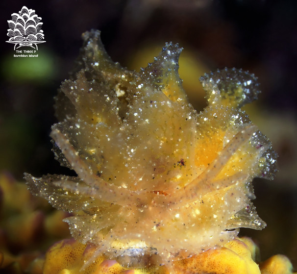 Polybranchia orientalis, Romblon Island, Philippines