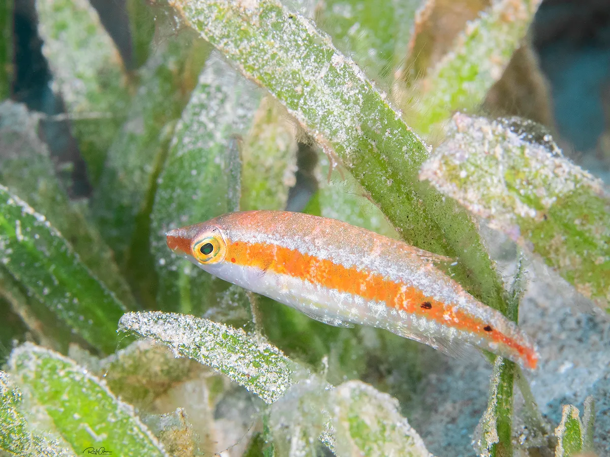 Oriental Wrasse - Juvenile - Oxycheilinus orientalis