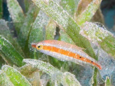 Oriental Wrasse - Juvenile - Oxycheilinus orientalis