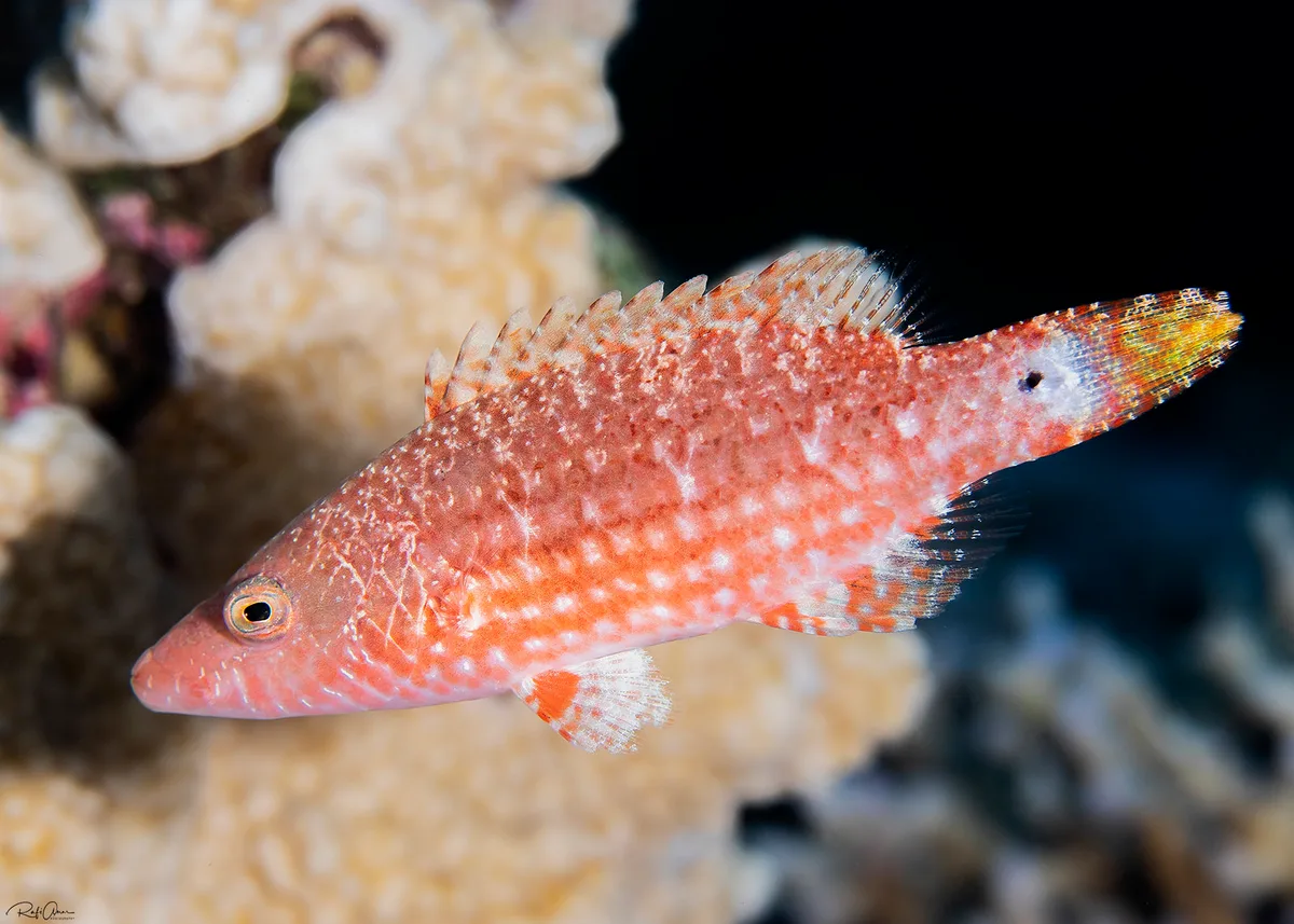 Oriental wrasse - juvenile - Oxycheilinus orientalis