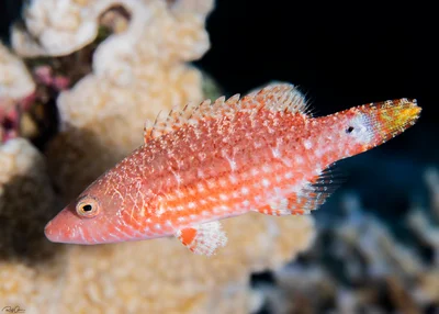Oriental wrasse - juvenile - Oxycheilinus orientalis
