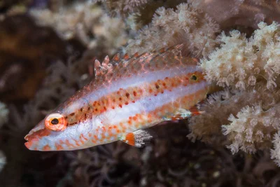 Oriental wrasse, initial phase - Oxycheilinus orientalis