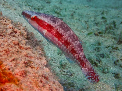 Oriental Wrasse