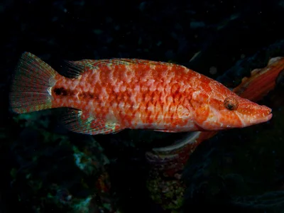 Oxycheilinus orientalis