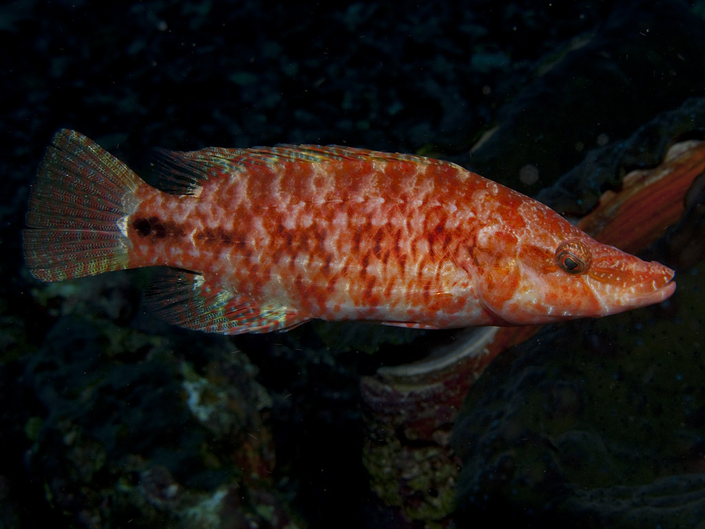 Oxycheilinus orientalis