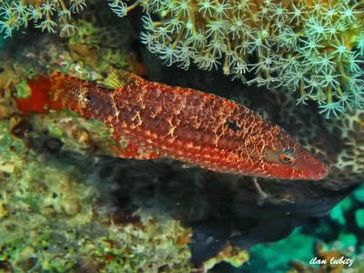 oxycheilinus orientalis