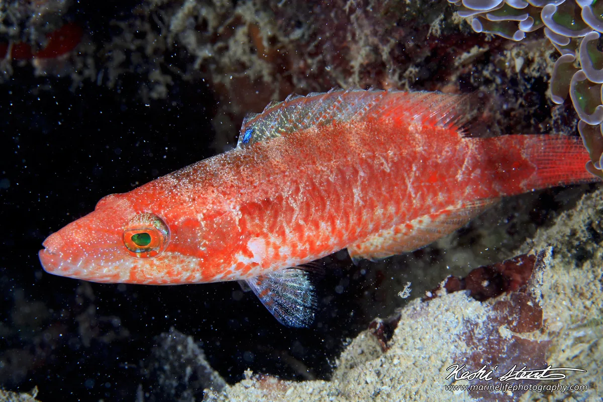 Oxycheilinus orientalis j 01