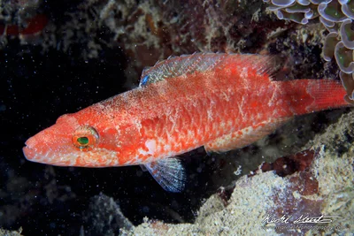 Oxycheilinus orientalis j 01