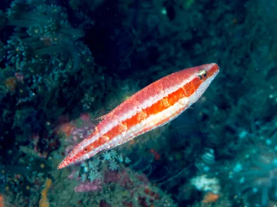Oriental wrasse (Oxycheilinus orientalis)
