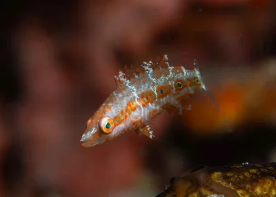 Oxycheilinus orientalis - Limasawa Island, Philippines