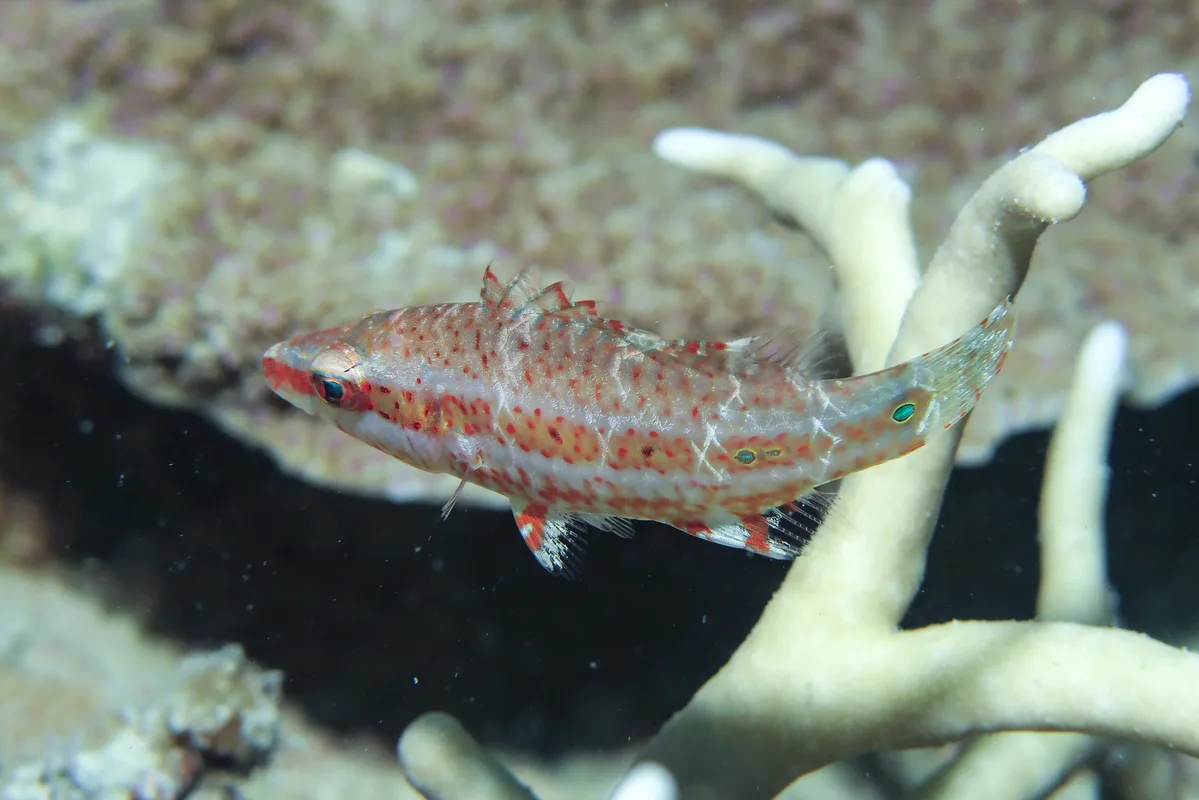 Oxycheilinus orientalis - St Crispins Reef, QLD