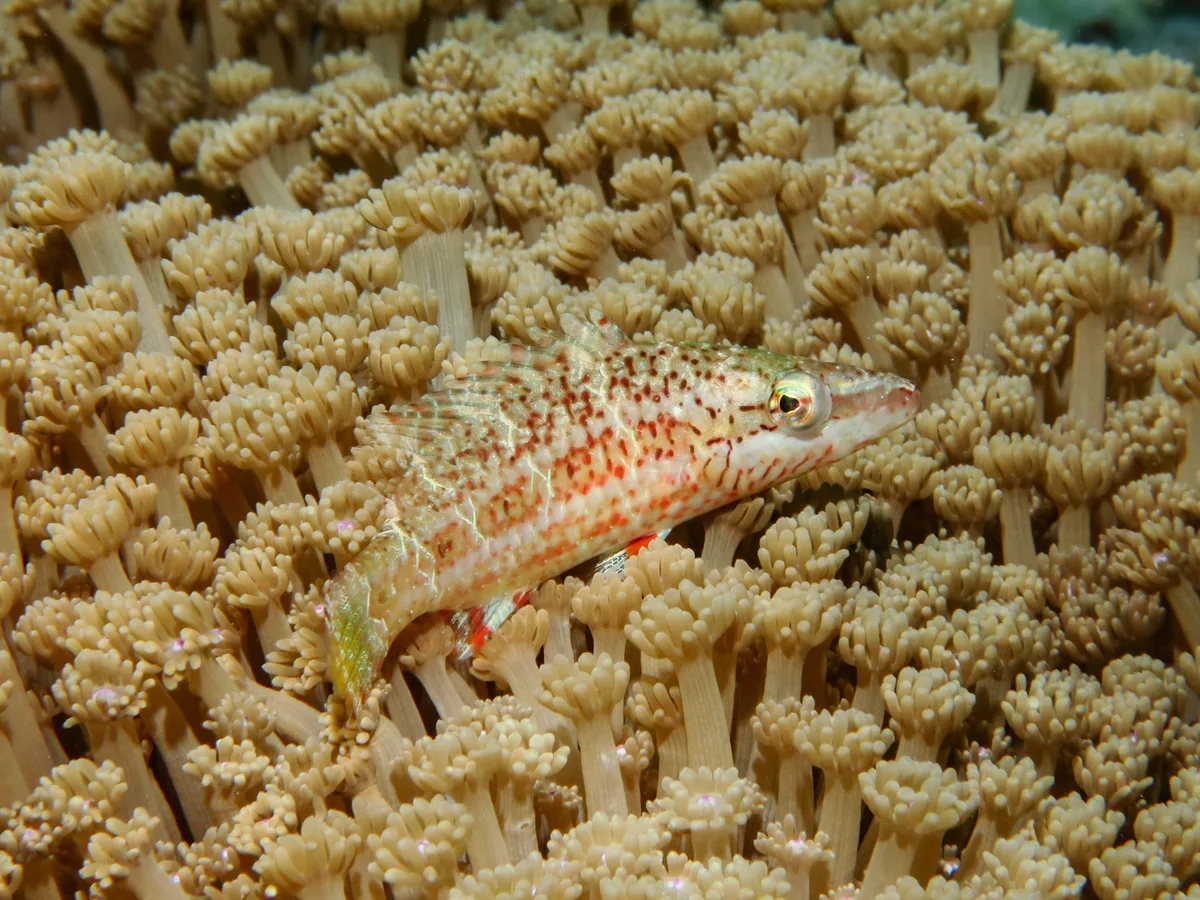 Oxycheilinus orientalis - Flynn Reef, QLD