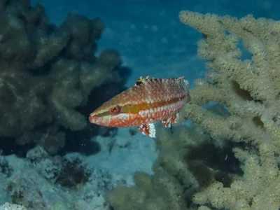 Oxycheilinus orientalis - Flynn Reef, QLD