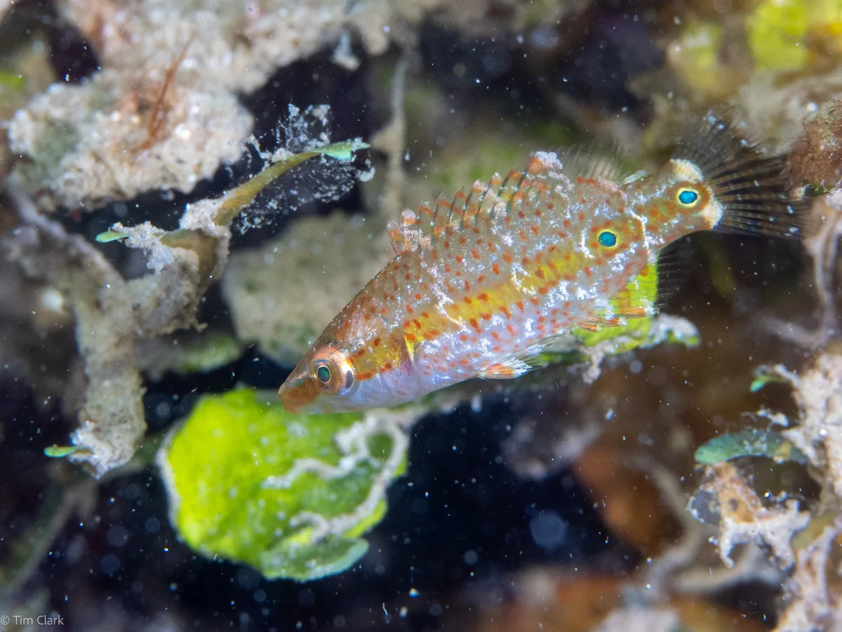 Oxycheilinus orientalis - Malesso', Guam