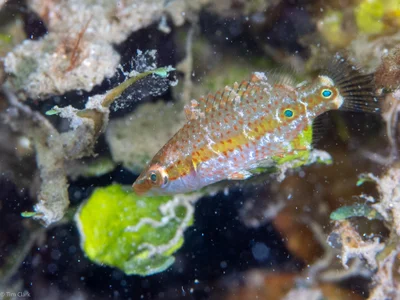 Oxycheilinus orientalis - Malesso', Guam