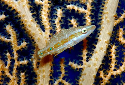 Oxycheilinus orientalis - Kwajalein Atoll, RMI