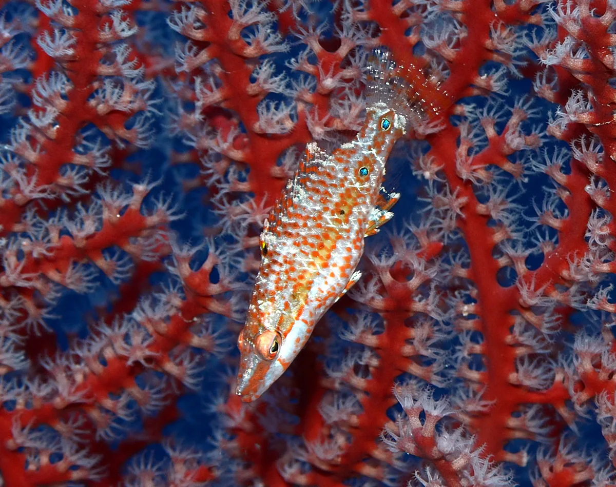 Oxycheilinus orientalis - Kwajalein Atoll, RMI