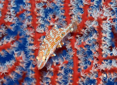 Oxycheilinus orientalis - Kwajalein Atoll, RMI