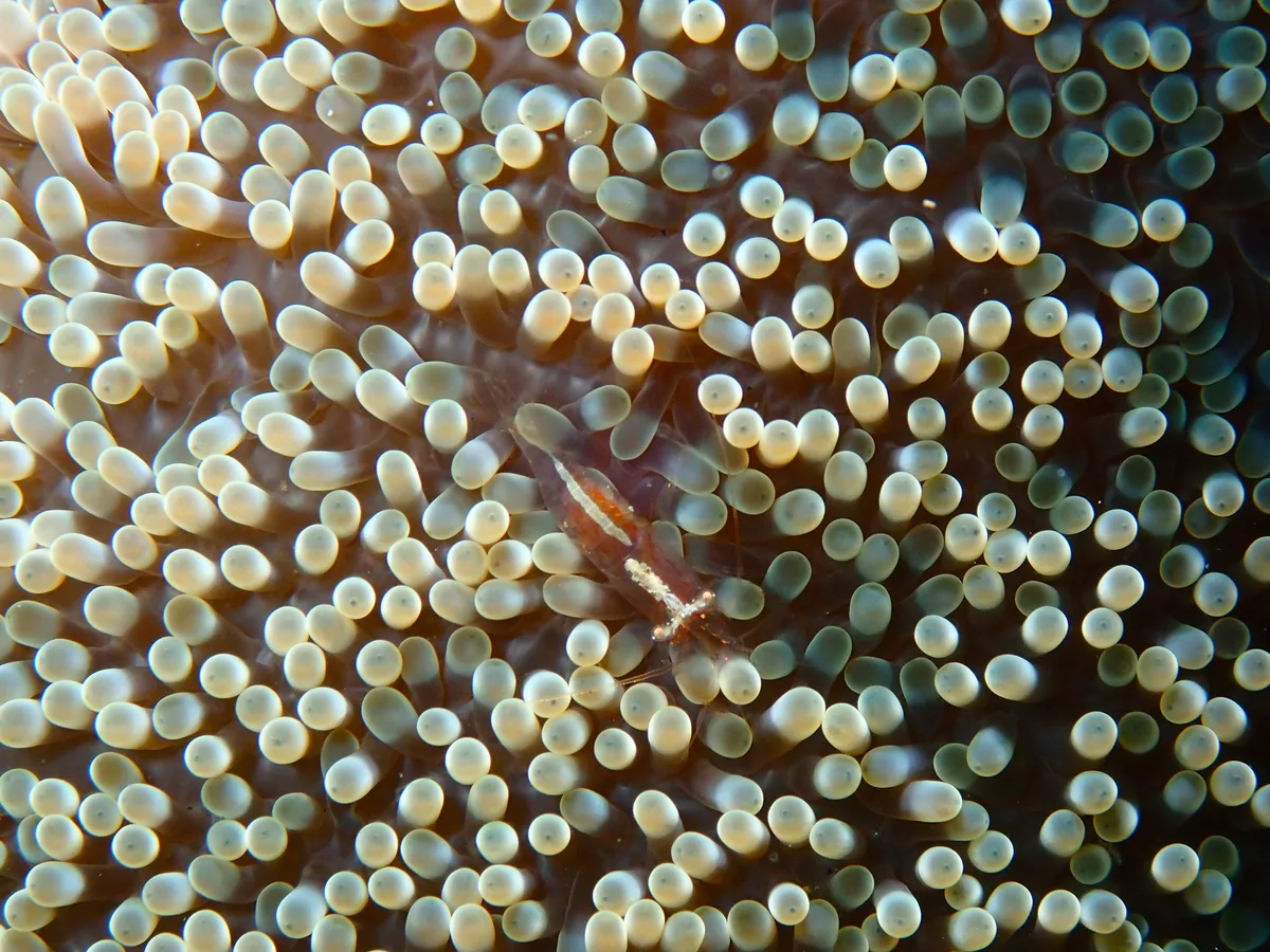 Ornate Anemone Shrimp