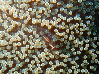 Ornate Anemone Shrimp