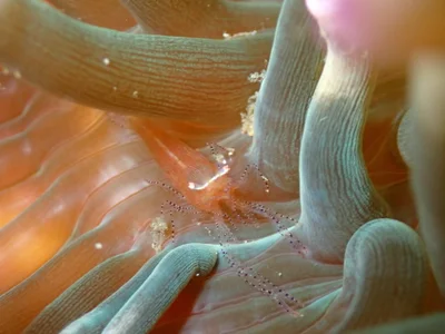Actinimenes ornatus - Numazu, JP-SZ, JP