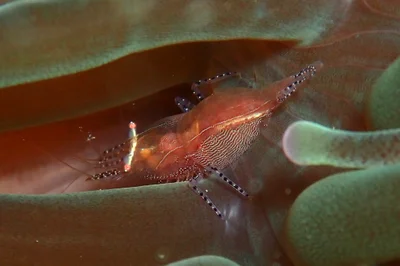 Actinimenes ornatus - Gulf of Oman, OM