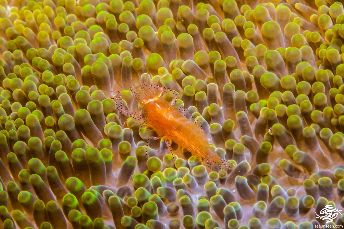 Actinimenes ornatus - Big T top 16 meters