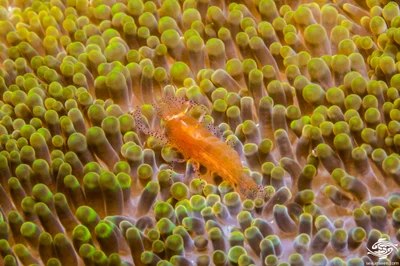 Actinimenes ornatus - Big T top 16 meters