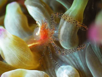 Actinimenes ornatus - Kingston, Norfolk Island