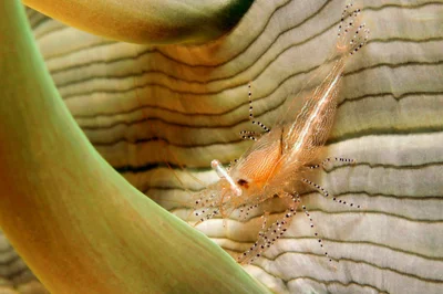 Actinimenes ornatus - Romblon, PH