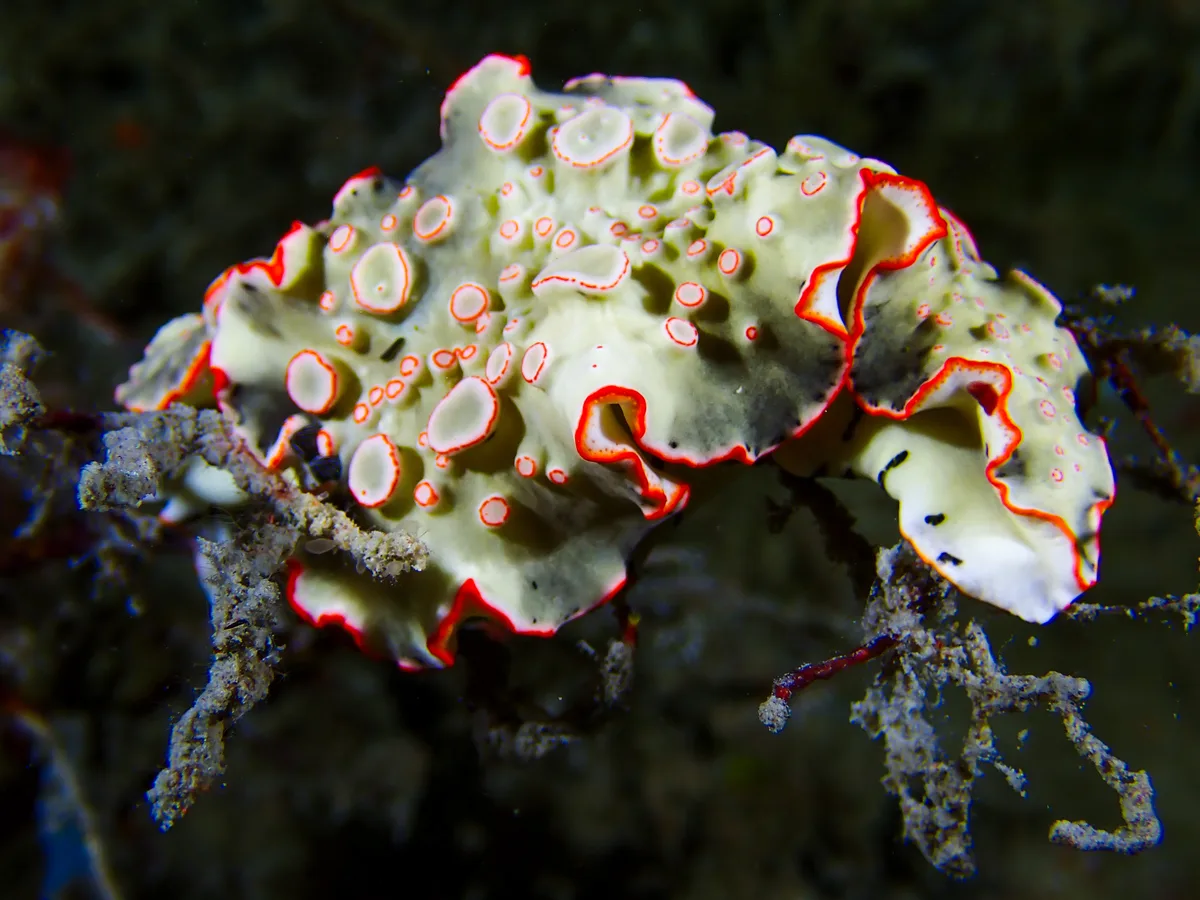 Ornate Armina