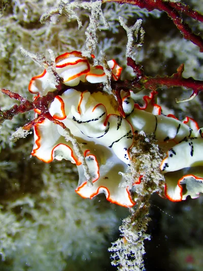 Ornate Armina