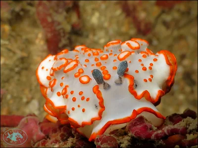 Nudibranch (Dermatobranchus ornatus)