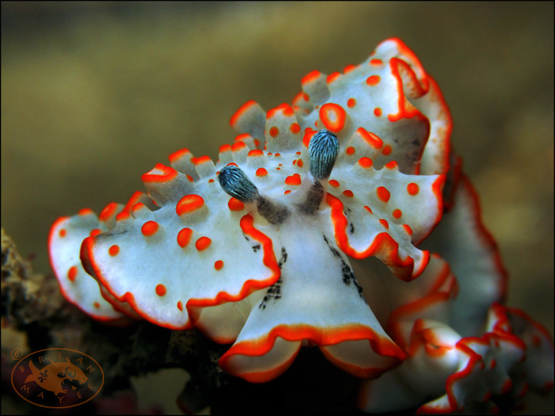 Nudibranch (Dermatobranchus ornatus)