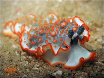 Nudibranch (Dermatobranchus ornatus)