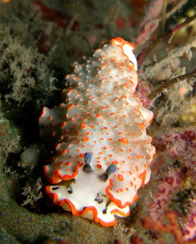 Dermatobranchus ornatus