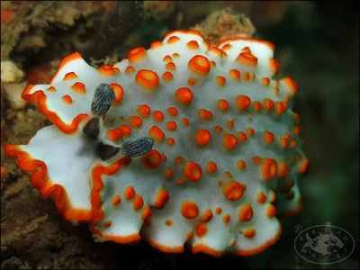 Nudibranch (Dermatobranchus ornatus)