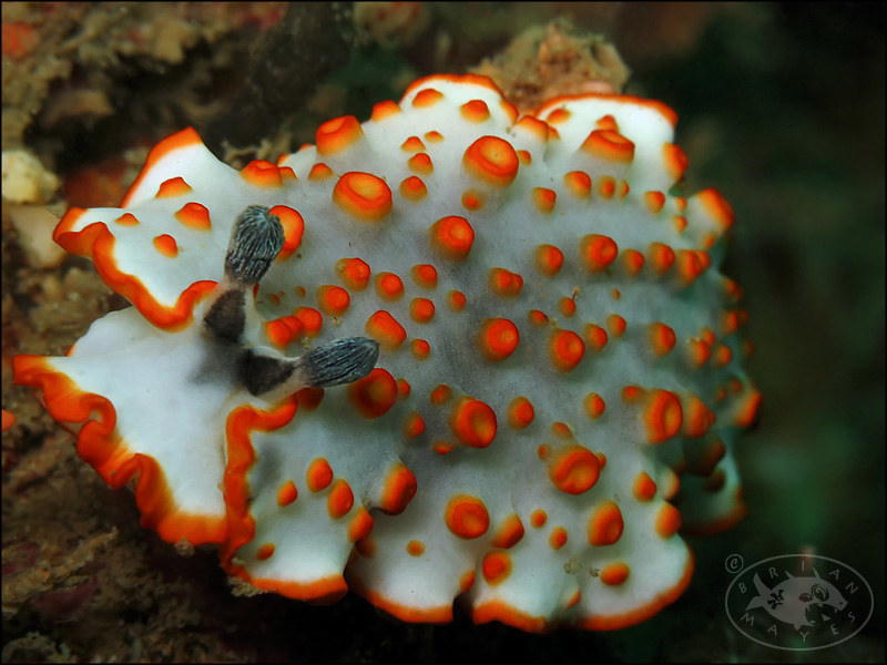 Nudibranch (Dermatobranchus ornatus)