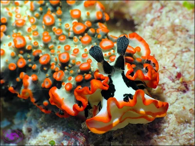Nudibranch (Dermatobranchus ornatus)
