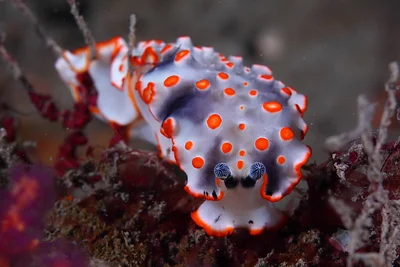 Dermatobranchus ornatus 裝飾片鰓海蛞蝓