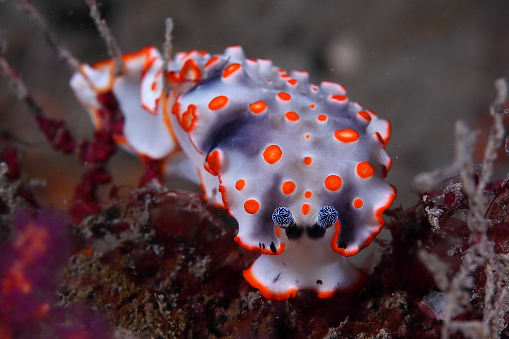 Dermatobranchus ornatus 裝飾片鰓海蛞蝓