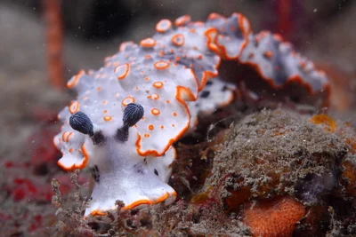 Dermatobranchus ornatus 裝飾片鰓海蛞蝓