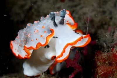 Dermatobranchus ornatus 裝飾片鰓海蛞蝓
