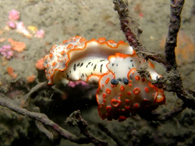 Nudibranch - Dermatobranchus ornatus